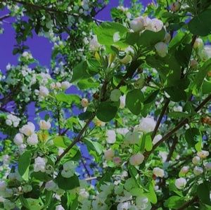 Meet your Posher, Ariene